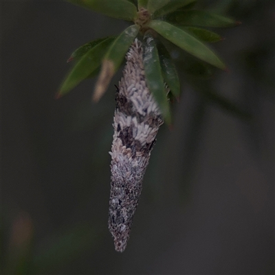 Conoeca or Lepidoscia (genera) IMMATURE (Unidentified Cone Case Moth larva, pupa, or case) at Green Cape, NSW - 7 Dec 2024 by Hejor1