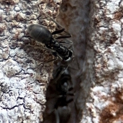 Formicidae (family) (Unidentified ant) at Green Cape, NSW - 7 Dec 2024 by Hejor1