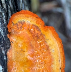 Trametes coccinea (Scarlet Bracket) at Green Cape, NSW - 7 Dec 2024 by Hejor1