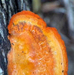 Trametes coccinea at Green Cape, NSW - 7 Dec 2024