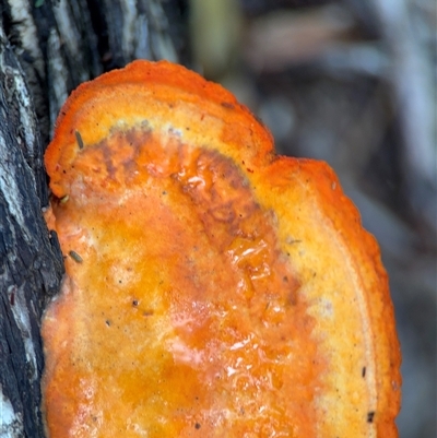 Trametes coccinea (Scarlet Bracket) at Green Cape, NSW - 7 Dec 2024 by Hejor1