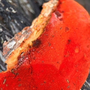 Trametes coccinea at Green Cape, NSW - 7 Dec 2024