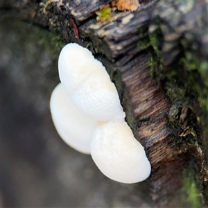 Polypore sp. at Green Cape, NSW by Hejor1