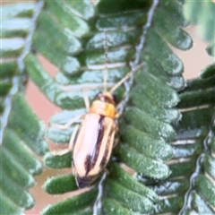 Monolepta sp. (genus) (Leaf beetle) at Green Cape, NSW - 7 Dec 2024 by Hejor1