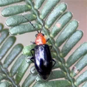 Monolepta sp. (genus) (Leaf beetle) at Green Cape, NSW by Hejor1