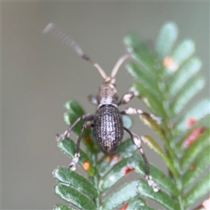 Curculionidae (family) at Green Cape, NSW - 7 Dec 2024