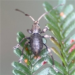 Curculionidae (family) at Green Cape, NSW - 7 Dec 2024