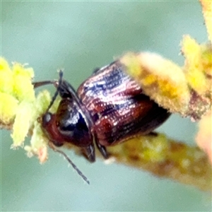 Eumolpinae (subfamily) (Unidentified Eumolpinae Leaf-beetle) at Green Cape, NSW by Hejor1