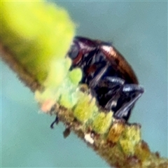 Eumolpinae (subfamily) at Green Cape, NSW - 7 Dec 2024 01:02 PM