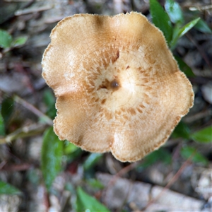 Lentinus arcularius at Green Cape, NSW - 7 Dec 2024