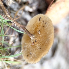 Lentinus arcularius at Green Cape, NSW - 7 Dec 2024