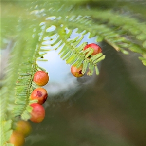 Unidentified gall of Acacia sp. at Green Cape, NSW by Hejor1