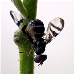 Lenophila sp. at Green Cape, NSW - 7 Dec 2024