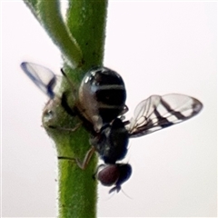 Lenophila sp. at Green Cape, NSW - 7 Dec 2024