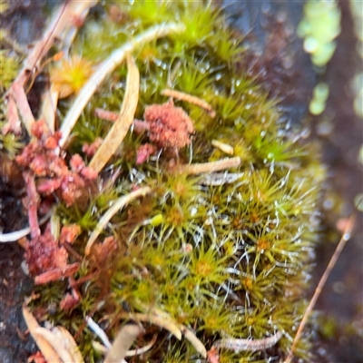 Bryaceae (family) at Green Cape, NSW - 7 Dec 2024 by Hejor1