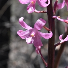 Dipodium roseum (Rosy Hyacinth Orchid) at Tennent, ACT - 8 Dec 2024 by jmcleod