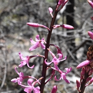 Dipodium roseum at Tennent, ACT - 8 Dec 2024