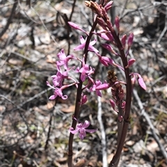 Dipodium roseum at Tennent, ACT - 8 Dec 2024