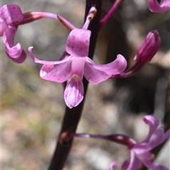 Dipodium roseum at Tennent, ACT - 8 Dec 2024