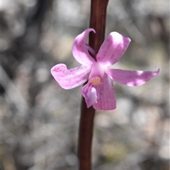 Dipodium roseum at Tennent, ACT - 8 Dec 2024