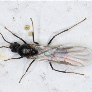 Camponotus sp. (genus) (A sugar ant) at Melba, ACT by kasiaaus