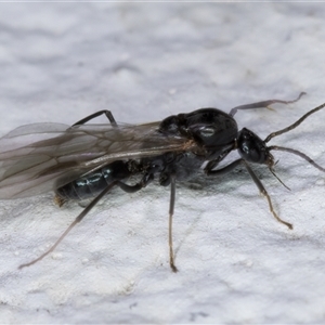 Camponotus sp. (genus) at Melba, ACT - 5 Dec 2024 10:50 PM