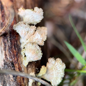 Schizophyllum commune at Green Cape, NSW by Hejor1