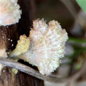 Schizophyllum commune at Green Cape, NSW - 7 Dec 2024 12:50 PM