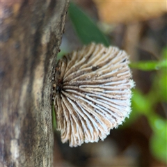 Schizophyllum commune at Green Cape, NSW - 7 Dec 2024 12:50 PM