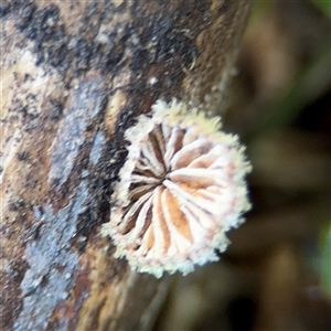 Schizophyllum commune at Green Cape, NSW - 7 Dec 2024 12:50 PM