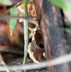 Schizophyllum commune at Green Cape, NSW - 7 Dec 2024 12:50 PM