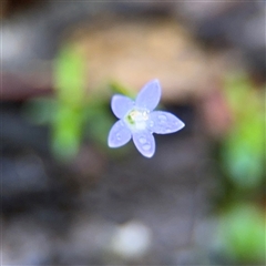 Wahlenbergia sp. at Green Cape, NSW - 7 Dec 2024 by Hejor1