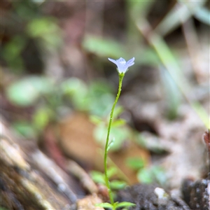 Unidentified at suppressed - 7 Dec 2024