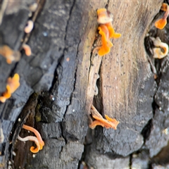 Tremella mesenterica at Green Cape, NSW - 7 Dec 2024 by Hejor1