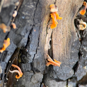 Tremella mesenterica at Green Cape, NSW by Hejor1