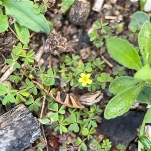 Oxalis sp. at Green Cape, NSW - 7 Dec 2024 12:47 PM