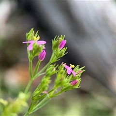 Centaurium sp. (Centaury) at Green Cape, NSW - 7 Dec 2024 by Hejor1