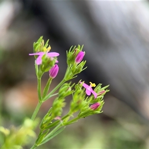 Centaurium sp. at Green Cape, NSW - 7 Dec 2024 12:47 PM