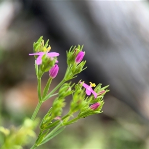 Centaurium sp. (Centaury) at Green Cape, NSW by Hejor1