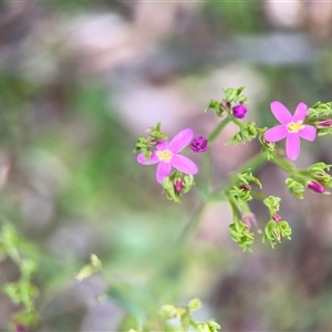 Centaurium sp. at Green Cape, NSW - 7 Dec 2024