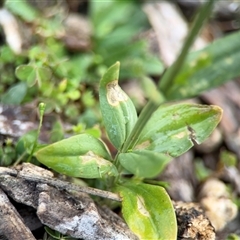 Centaurium sp. at Green Cape, NSW - 7 Dec 2024