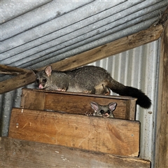 Trichosurus vulpecula (Common Brushtail Possum) at Braidwood, NSW - 8 Dec 2024 by MatthewFrawley