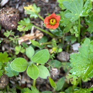 Modiola caroliniana (Red-flowered Mallow) at Green Cape, NSW by Hejor1