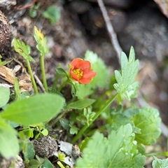 Modiola caroliniana at Green Cape, NSW - 7 Dec 2024