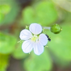 Geranium sp. at Green Cape, NSW - 7 Dec 2024