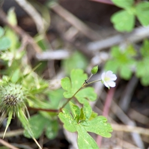 Geranium sp. at Green Cape, NSW - 7 Dec 2024