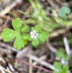 Geranium sp. at Green Cape, NSW - 7 Dec 2024