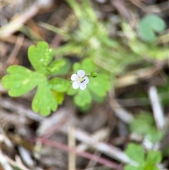 Geranium sp. at Green Cape, NSW - 7 Dec 2024 12:45 PM