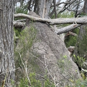 Termitoidae (informal group) (Unidentified termite) at Green Cape, NSW by Hejor1