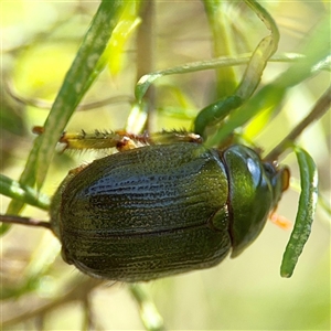 Xylonichus sp. (genus) (Green cockchafer beetle) at Green Cape, NSW by Hejor1